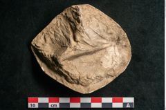 Foto (Detailansicht) von Acer pseudoplatanus L. (NHMW-GEO-2024-0188-11618)